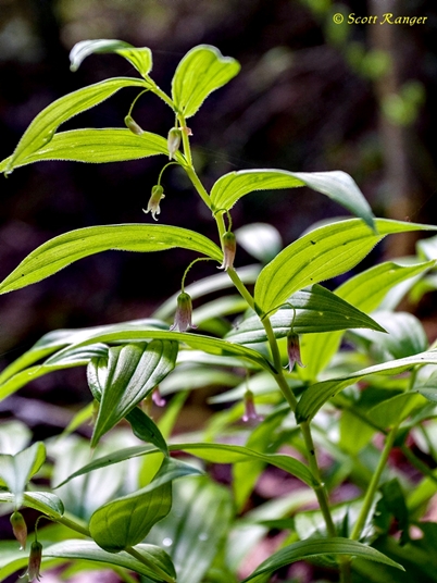 {Streptopus lanceolatus}